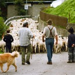 Schweizer Wolle - Swisswool