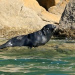 Seelöwen, Pinguine, Kormorane - die Tierwelt rund ums Wasser im Abel Tasman Nationalpark ist faszinierend. | Foto: K. Schuchardt