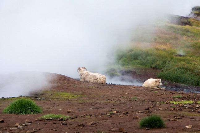 Natürliche Heizung: Schafe wärmen sich an heißen Quellen auf. | Foto: Johannes Wolf