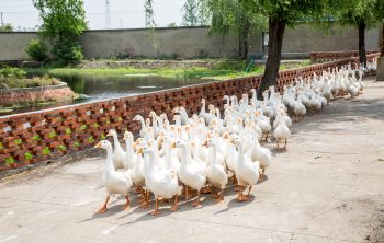 Eine Horde Gänse läuft über einen Weg an einem See vorbei.