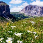 Margeritenblüte am Grödner Joch - nur einer von zahlreichen schönen Eindrücken. | Foto: Eleonora Sölva