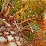 ... Dattelpalmen ...