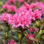 An den Stuckenseen warten erste Frühlingsboten. | Foto: Sebastian Krejci