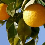 Wer im März nach Mallorca fährt, trifft auf früchtetragende Orangenbäume...