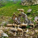 König der Schafe bei Refugio des Mottets | Foto: Jan Kozlowski