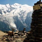 Bergziege am Col Brevent | Foto: Jan Kozlowski