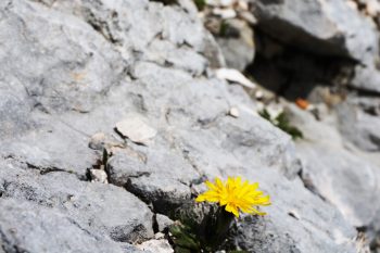 Auch in der Kalködnis rührt sich Leben. | Foto: Arnold Zimprich