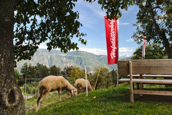 Idylle am Buschenschank Hoftsätterhof in Naraun. | Foto: Sabine Dettling