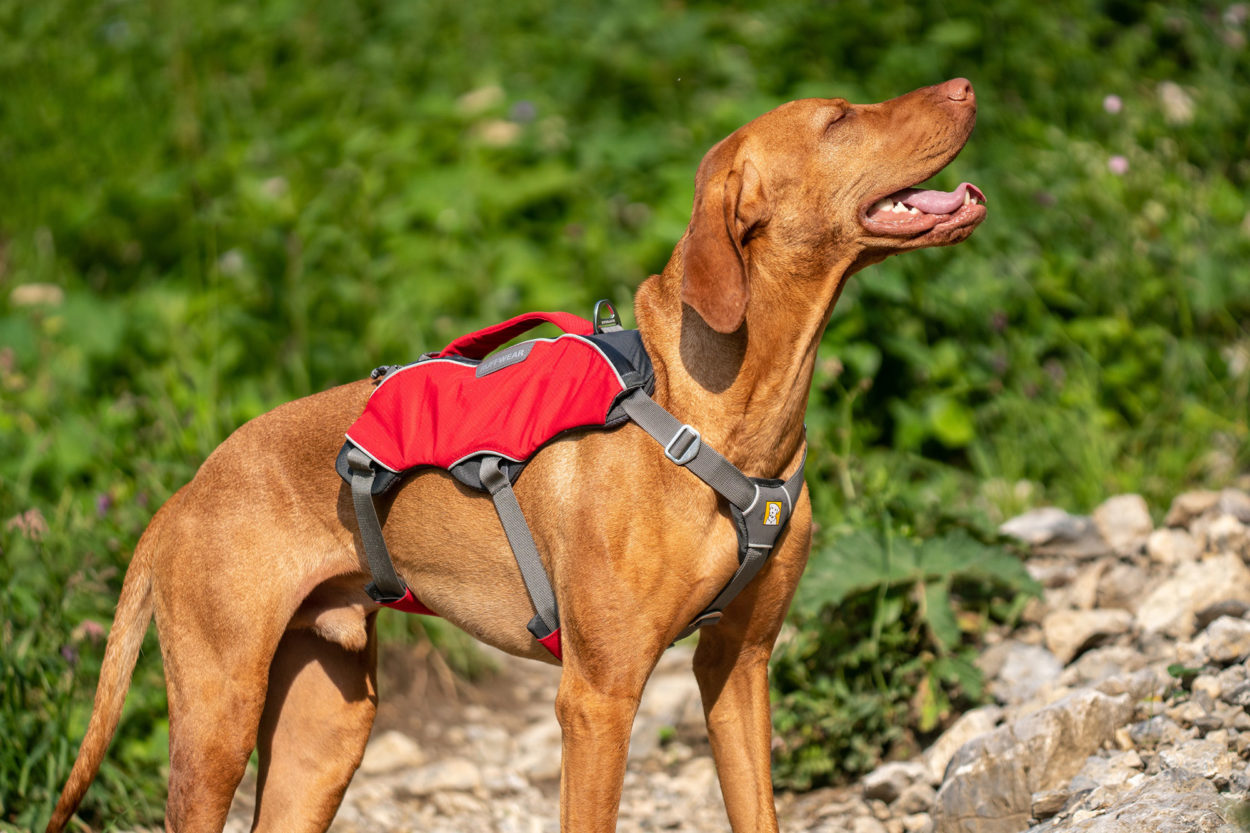 Seitlich fotografierter Hund mit Webmaster Pro Hundegeschirr.