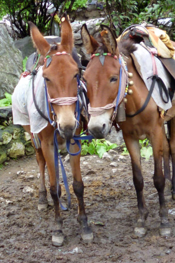 Zwei Maultiere mit angelegtem Geschirr und Sattel.