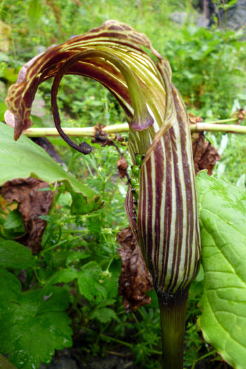 Kobra-Lilie im Valley of Flowers.