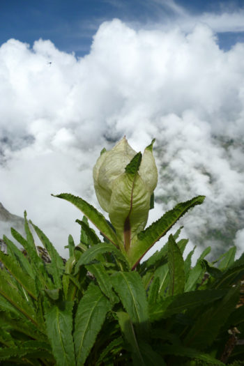 Die Brahma Kamal Blumen in Nahaufnahme.