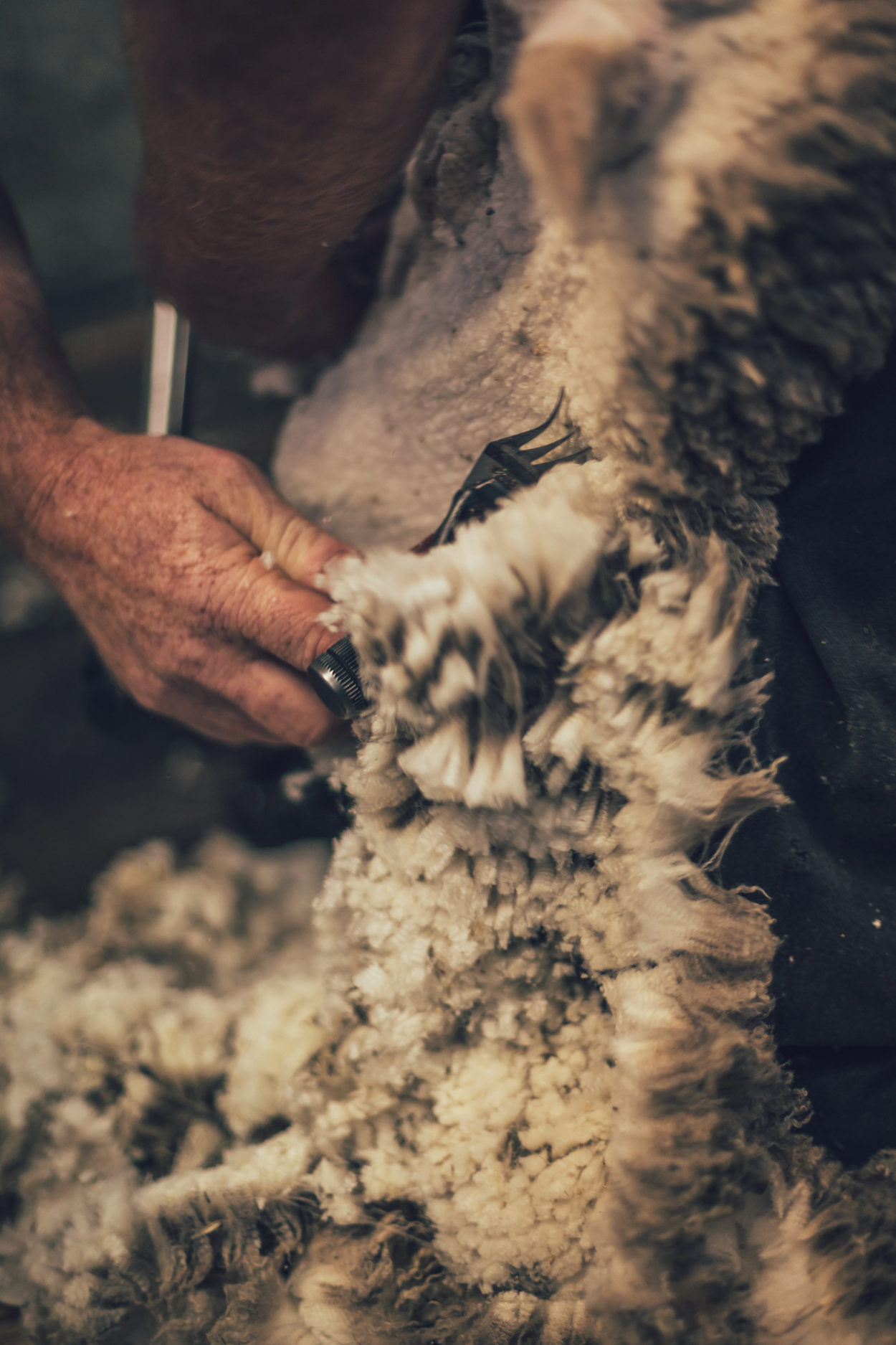 Schaf beim Scheren in Nahaufnahme