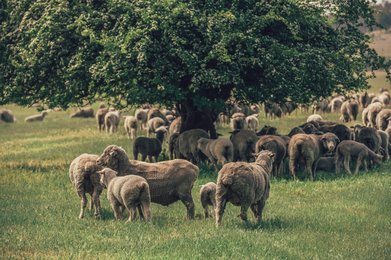 Wolle als ganzheitliches Produkt. | Foto: Ortovox