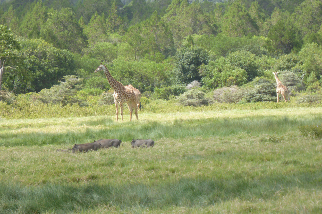 Giraffen in der Savanne